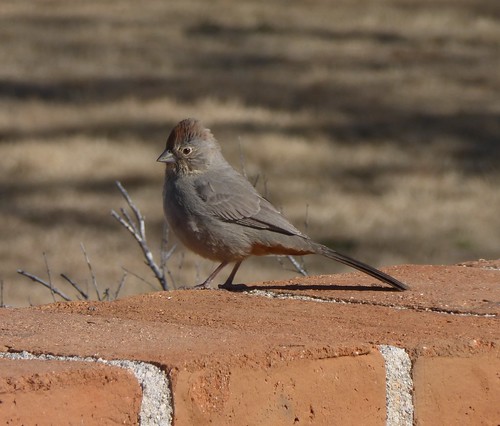arizona birds aves sparrow nationalwildliferefuge towhee canyontowhee pipilofuscus buenosairesnwr melozonefusca
