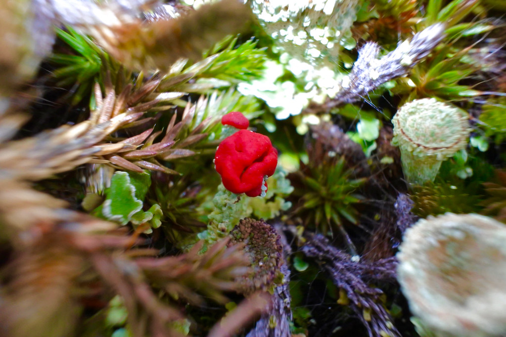 Cladonia pleurota ~ lichen