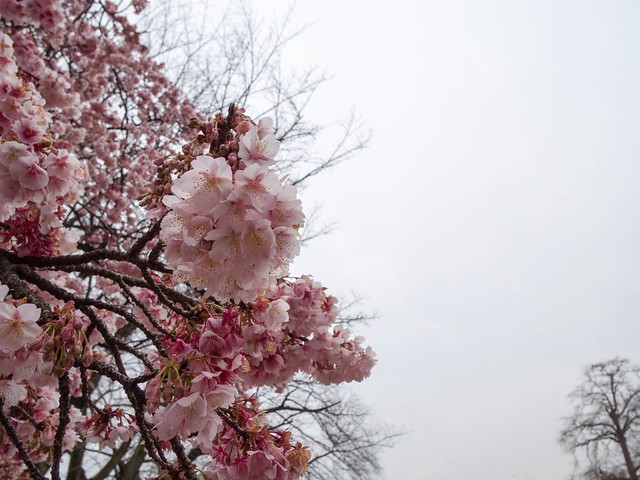東京大学付属植物園_桜