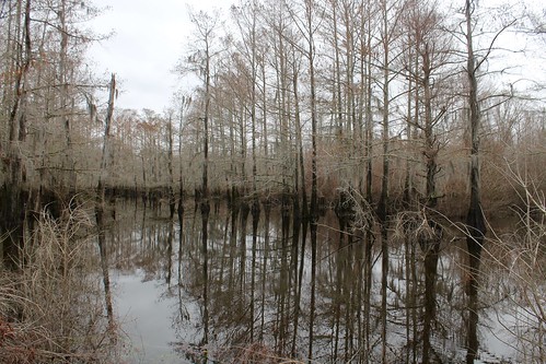reflection tree water louisiana bald swamp cypress