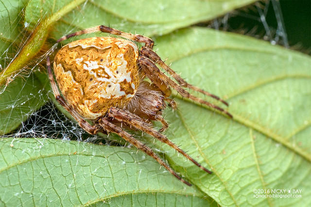 Orb weaver spider (Neoscona sp.) - DSC_7406