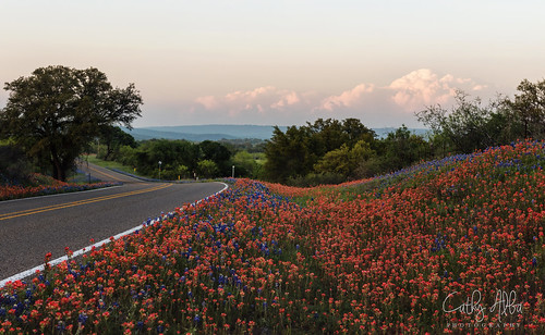 road clouds landscape nikon texas hillcountry bluebonnets stormclouds indianpaintbrush texaswildflowers texashillcountry texasbluebonnets texaslandscape texasnature nikon2470mmf28g cathyalbaphotography cathyalba nikond750 bluebonnetlove lostintheflowers wildflowers2016 bluebonnets2016