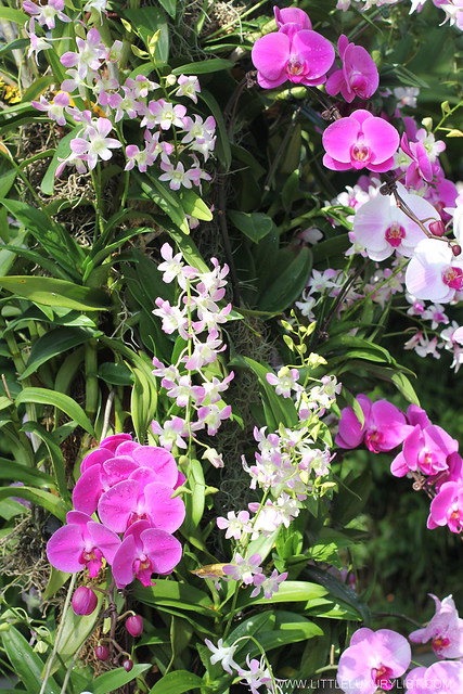 Singapore River Safari orchid entrance closeup