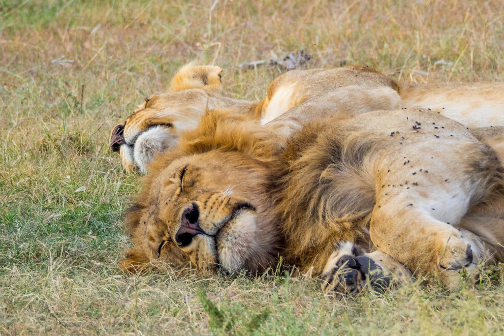 Afternoon Nap / Serengeti / Tanzania