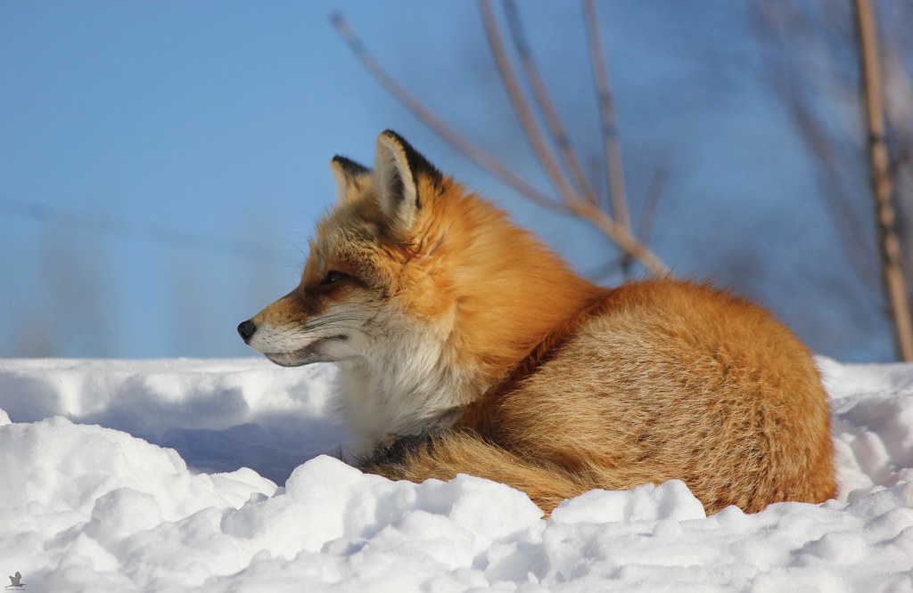Red Fox Profile Shot.