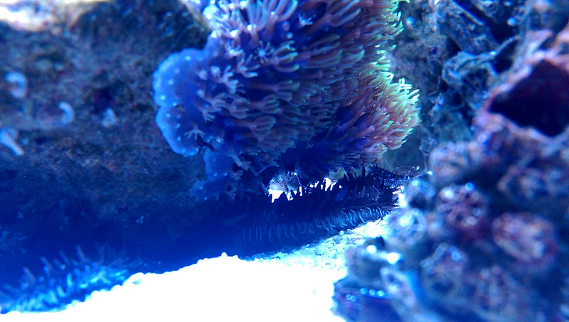 ReefCentral-Picture-54