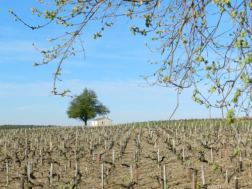 landscape paysage vignes vignoble cabane gironde médoc saintseurindecadourne