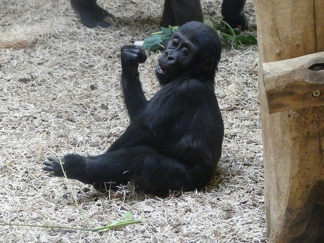 Gorilla, Zoo Krefeld