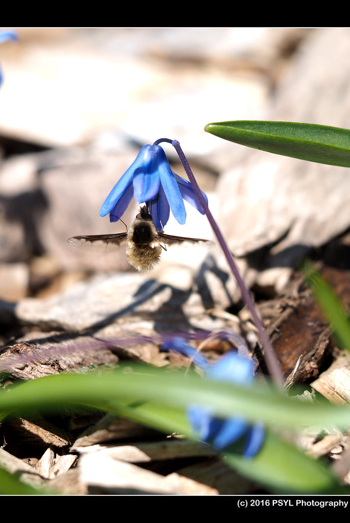 Greater Bee Fly (Bombylius major) on squill