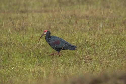 southafrica creighton kwazulunatal sanipass southernbaldibis ibisesspoonbills southafrica2015 crieghtonarea