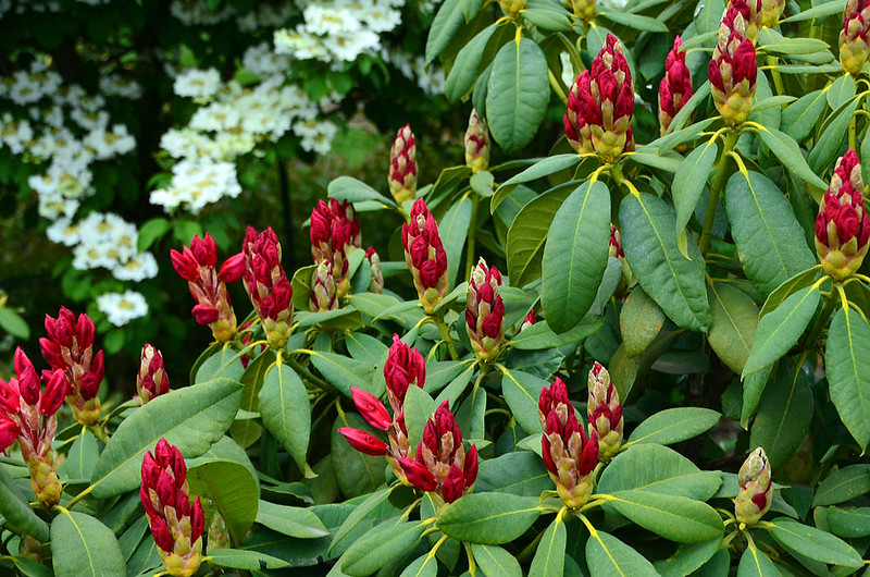 rhododendron1