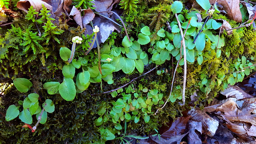 green leaves entire saxifragaceae micranthes palmerssaxifrage micranthespalmeri