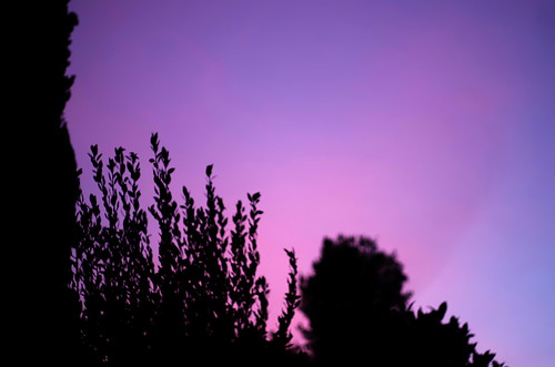 pink blue light sunset sky italy tree colors mood purple pentax silhouettes lazio k5 smcpentaxm50mmf17 ξssξ®®ξ
