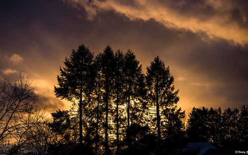 trees winter sunset nikon pennsylvania pa d750 fx cherryville