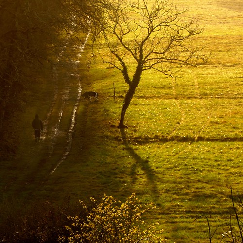 sunset dog chien france color lumix artistic walker chemin marcheur promeneur fz1000