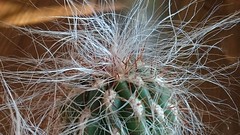 cactus - Photo of Fauville-en-Caux
