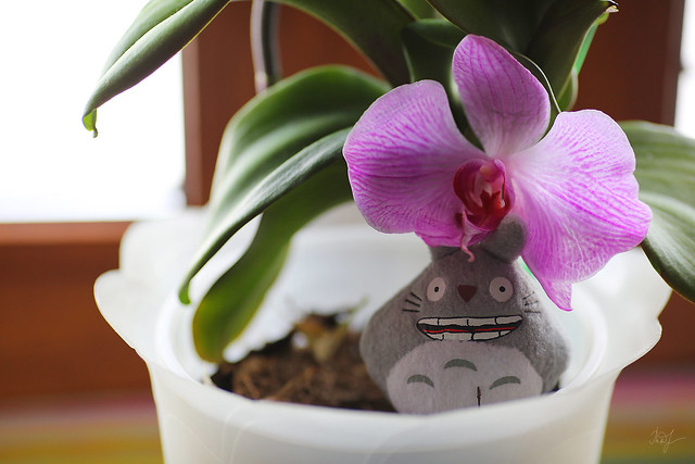 Day #51: totoro pretended to be a flower
