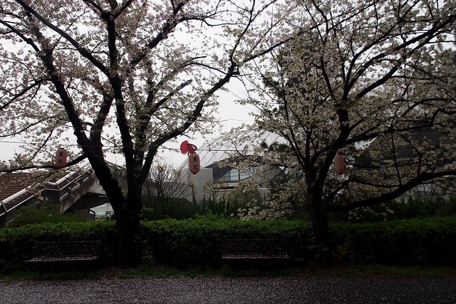 辰巳の桜