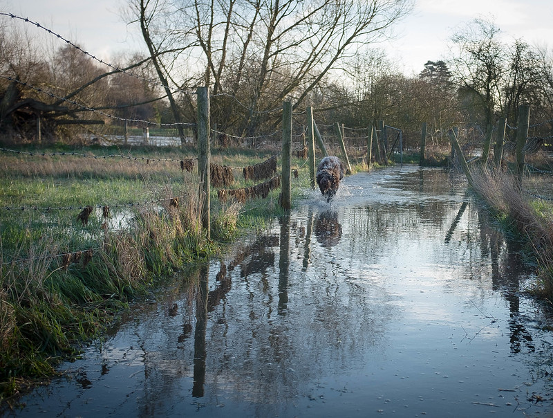 Yogi along a flooded Tony Lane