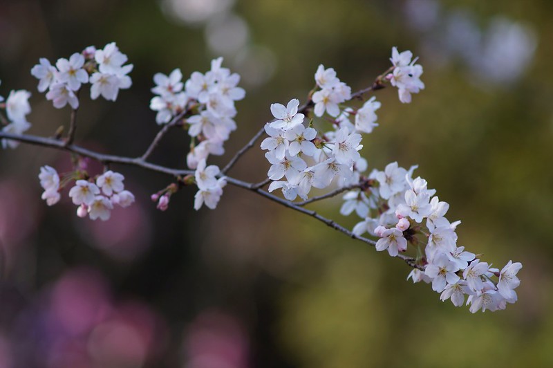 Cherry Blossoms x Sonnar 180mm F2.8