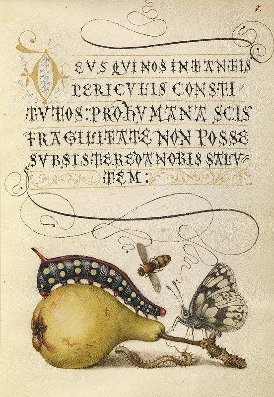 002- Fol 7- Iluminado con mosca, oruga, ciempiés, mariposa y pera- Mira Calligrafhiae monumenta- Joris Hoefnagel- Getty Museum.