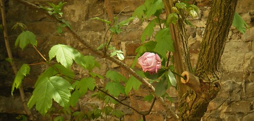 rosenbaum