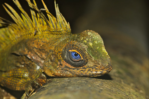 lizard malaysia tamannegara angleheadlizard gonocephalusliogaster blueeyedangleheadlizard taxonomy:binomial=gonocephalusliogaster xaviermalleret