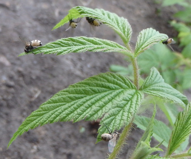 five bloated white flies stuck on the top and bottom of raspberry leaves