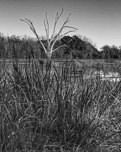 park trees blackandwhite bw lake water monochrome reflections us blackwhite texas unitedstates horseshoe oxbow brazosbendstatepark needville bbsp oldhorseshoelake