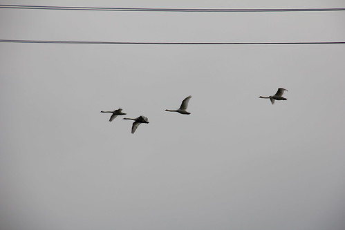 sky birds animals canon flying flight poland polska swans airborne opolskie kubice opolszczyzna canoneos550d canonefs18135mmf3556is