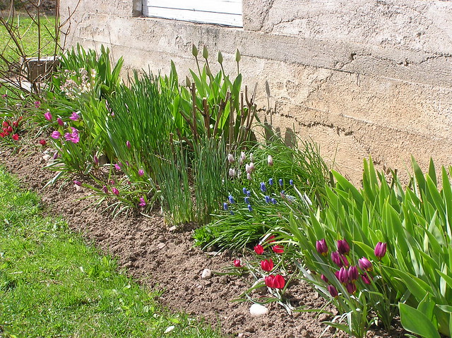 Tulips Bed