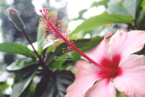 statepark pink flowers flower hawaii rainforest pretty dof bokeh hibiscus hibiskus manukastatepark bigsisland