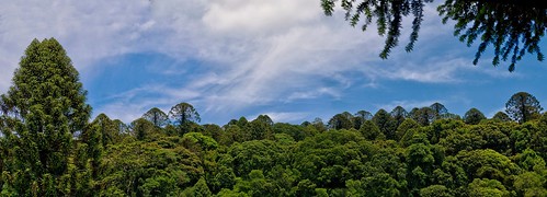 bunyamnp australia bunya araucariabidwillii araucaria araucariaceae pano panorama olonelo rainforest conifer bunyamountainsnationalpark bunyapine