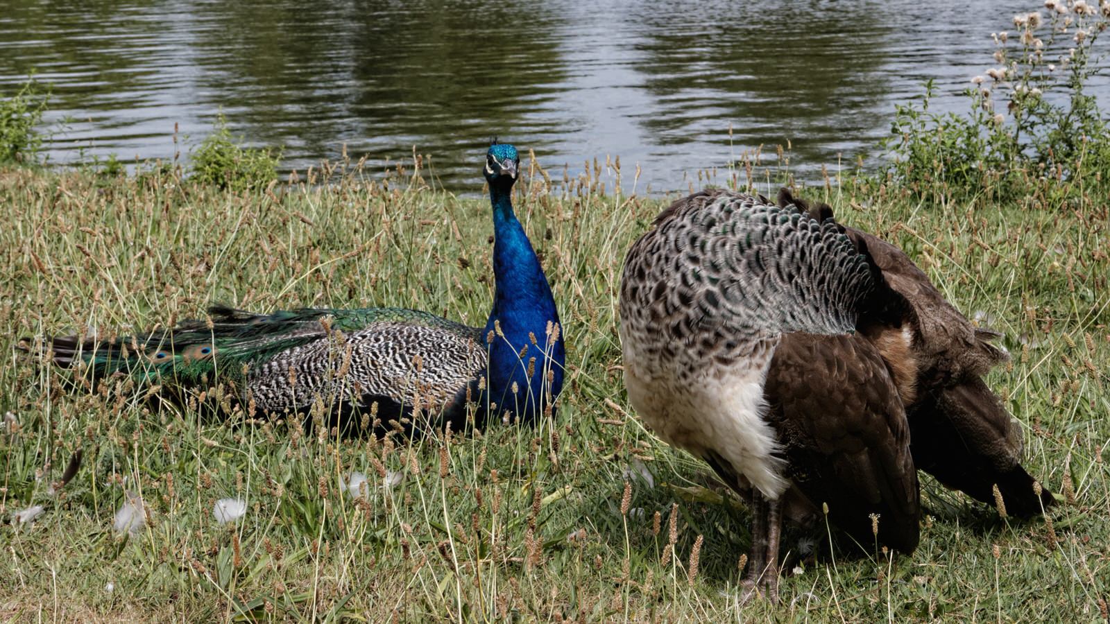Female and Male Peacocks in Paris