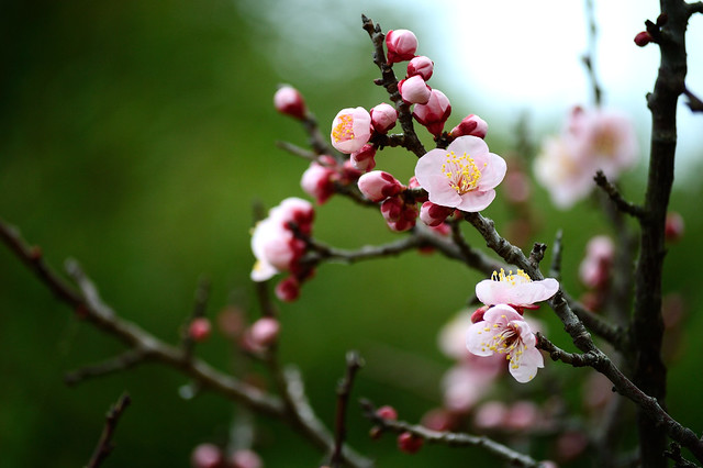 ウメ　Plum blossoms