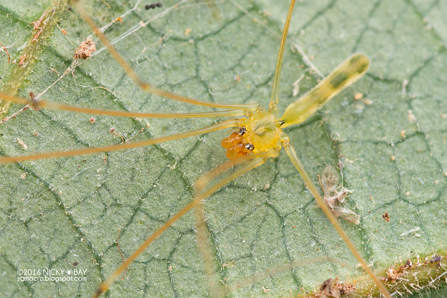 Daddy-long-legs spider (Pholcidae) - DSC_6262b