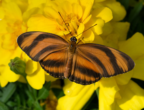 butterfly pentax michigan midland midlandmi bandedorangeheliconian dowgarden pentaxk3