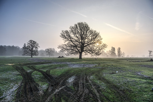 mist tractor sheep earlymorning tracks muddy lonetree ettingtonpark