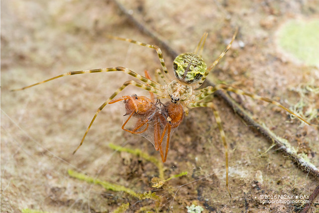 Two-tailed spider (Hersiliidae) - DSC_7962