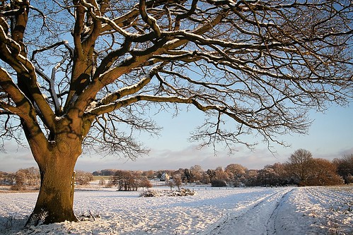 schnee winter tree landscape romantic landschaft baum romantik niedersachsen harpstedt