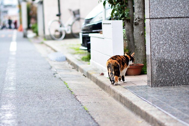 道路を歩くネコの写真