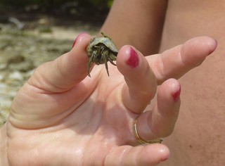 Karen found a hermit crab