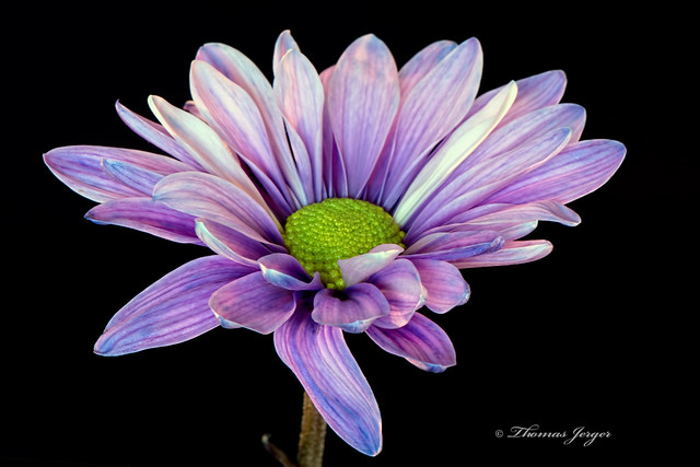 Purple Daisy Bloom on Black 1022 Copyrighted