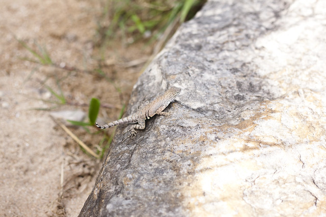 Texas earless lizard