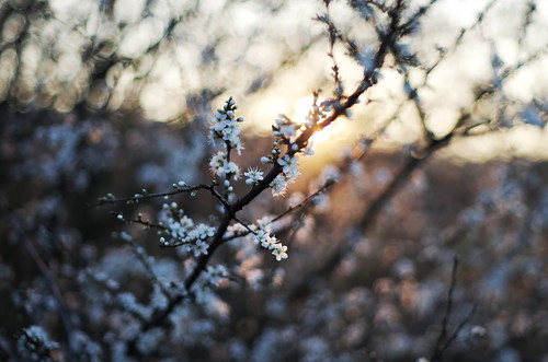 flowers sunset italy countryside spring pentax bokeh lazio k5 happyeaster gladpåsk whitethorn buonapasqua smcpentaxm50mmf17 ξssξ®®ξ