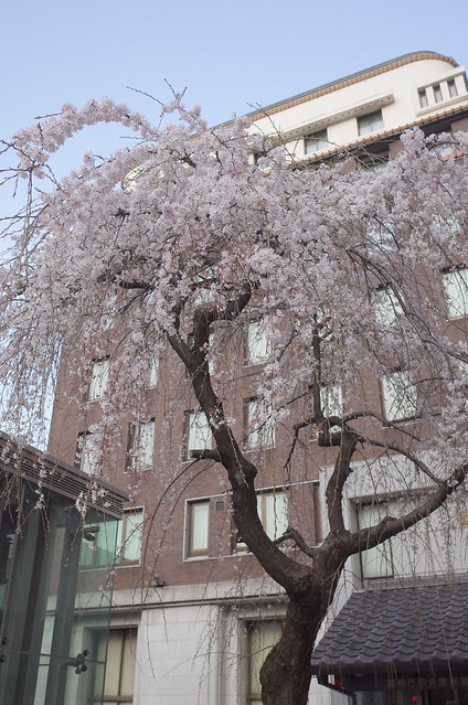 Weeping cherry (Shidare Sakura) blooming at Nihonbashi 01