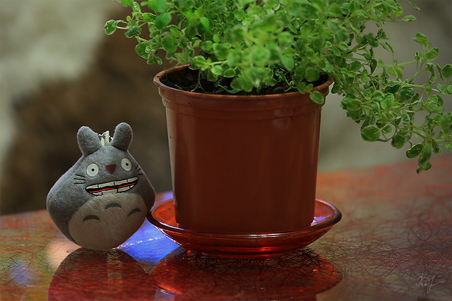 Day #114: totoro supposes that this day was good too