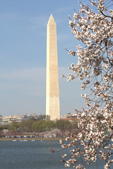 2016 D.C. Cherry Blossoms