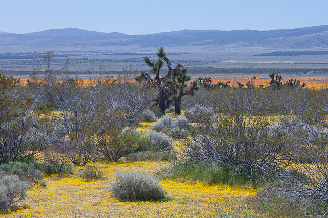 The Mojave Desert in April