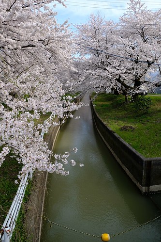 桜と水路